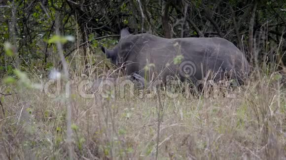 雌性白犀牛与婴儿在非洲保护区的灌木丛中休息视频的预览图