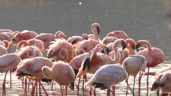 靠近在肯尼亚博戈里亚湖洗澡的火烈鸟视频的预览图