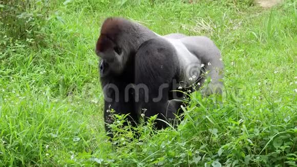 雄东大猩猩白眉猿在草地上行走濒危及受威胁动物视频的预览图
