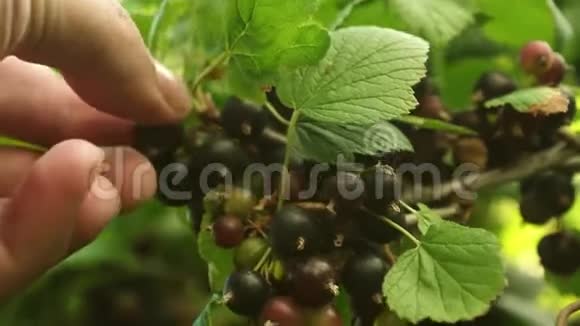 环保黑色醋栗黑醋栗的收获是由农民收集的手抓住成熟的黑色视频的预览图