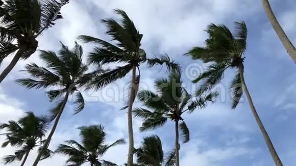 在海上刮风的一天棕榈树顶着蓝天视频的预览图