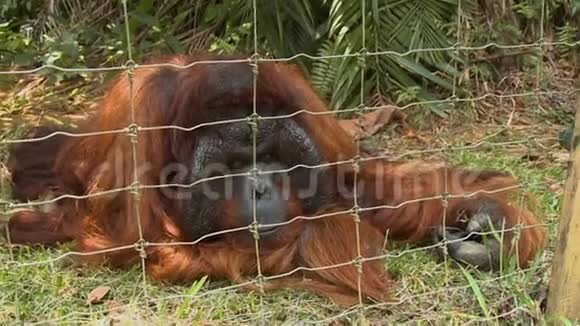 成年猩猩休息猩猩乌坦岛视频的预览图