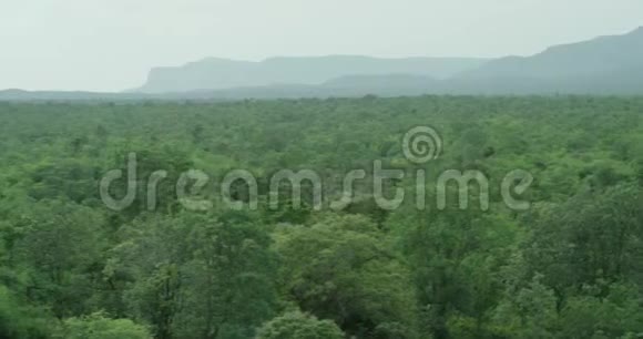空中俯瞰森林背景下的夏日绿树相机正在缓慢地摇摄视频的预览图