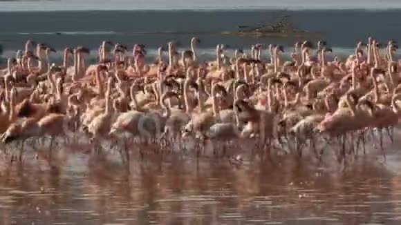 靠近在肯尼亚博戈里亚湖畔行进的小火烈鸟视频的预览图