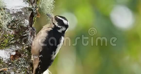 毛啄木鸟绒毛白细胞生活在巴哈马加拿大哥斯达黎加危地马拉洪都拉斯墨西哥尼加拉瓜P视频的预览图