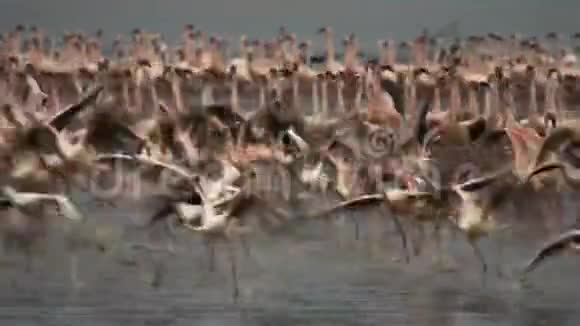 在博戈里亚湖飞行的火烈鸟的长曝光镜头视频的预览图