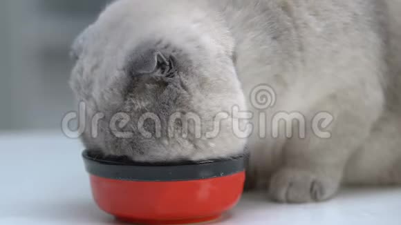 苏格兰人从碗里吃享受猫粮营养均衡维生素视频的预览图