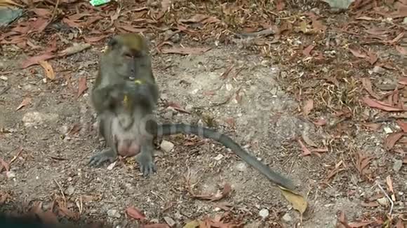 马来西亚森林中的猴拿香蕉皮视频的预览图