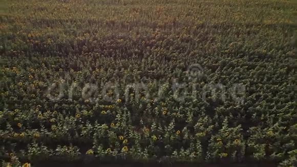 飞过一片盛开的葵花田4K无人机视频穿过一片黄色的向日葵一片田野的夏季景观视频的预览图