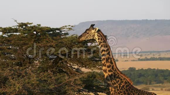 长颈鹿用远距离的罗洛罗山皮马赛马拉喂养视频的预览图