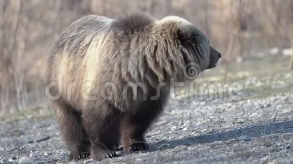 饥饿的野生堪察加棕熊吃人类的食物他给了人们放大视频的预览图