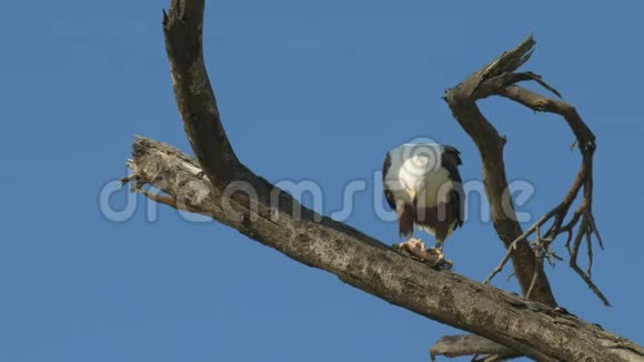 非洲鱼鹰在肯尼亚巴林戈湖的一棵树上觅食视频的预览图