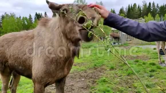 野麋鹿在农场里吃4K人类的新鲜绿叶视频的预览图