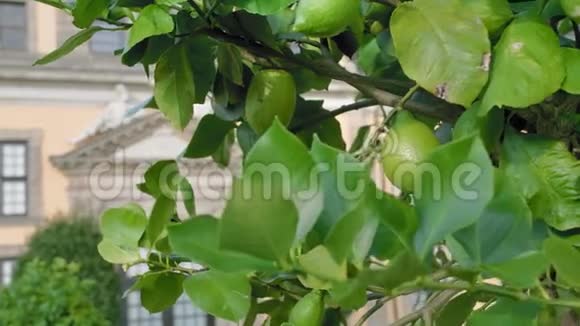 绿柠檬长在树上把焦点从柑橘转移到宫殿慢动作特写视频的预览图