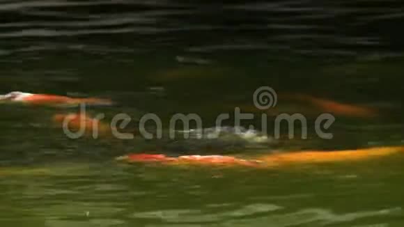 槟榔屿锦鲤池鱼雀乐寺视频的预览图