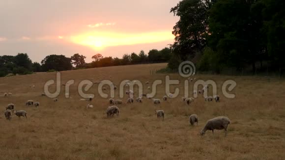 日落或日出时在英国乡村草地上放牧的羊群或羔羊视频的预览图