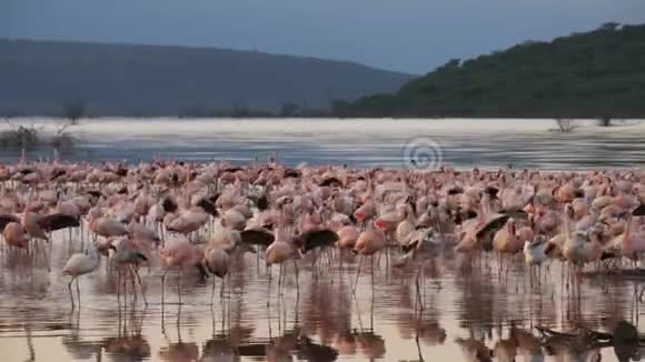 清晨火烈鸟在肯尼亚博戈里亚湖的倒影视频的预览图