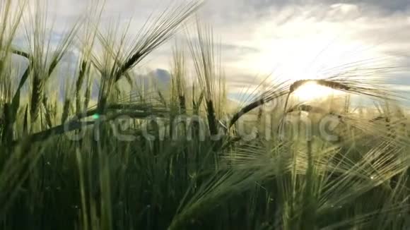 麦子逆着蓝天阳光透过麦子的小穗底部视野慢动作视频的预览图