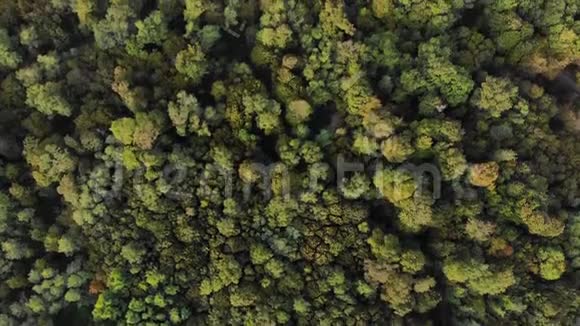 空气顶部向下在阳光明媚的一天在绿色的秋林之上飞行布洛涅森林视频的预览图