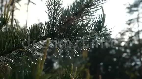 从松树枝上落下的雨滴慢动作视频的预览图