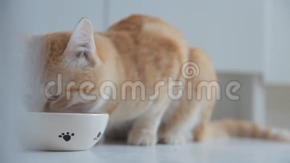 红猫吃一盘食物视频的预览图
