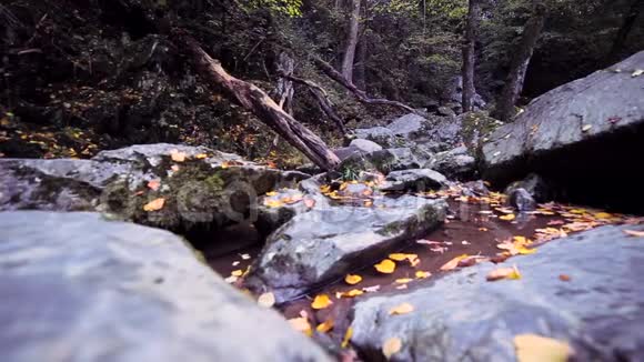 林石覆盖在秋叶上视频的预览图