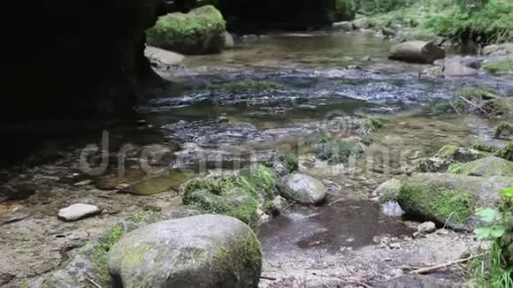 小水流在森林中的足迹视频的预览图