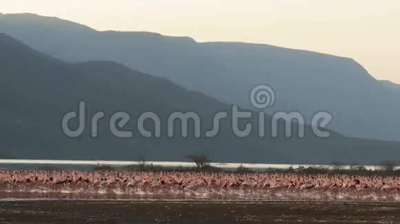 肯尼亚博戈里亚湖岸边的火烈鸟美景视频的预览图