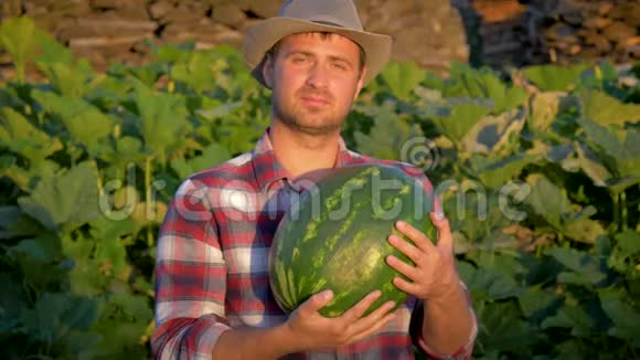 农民在农田中持有机西瓜的微笑视频的预览图