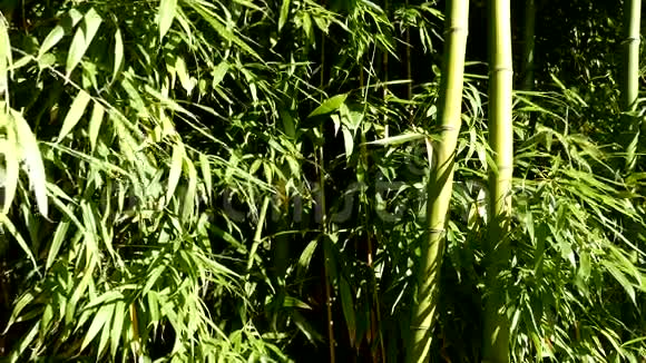 阳光明媚的日子里微风中的竹子视频的预览图