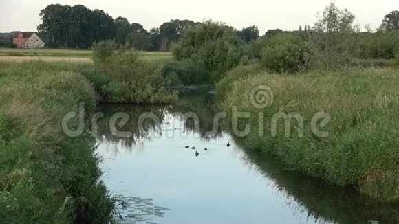早上在河上阳光明媚的早晨早晨六月河水被树木包围着视频的预览图