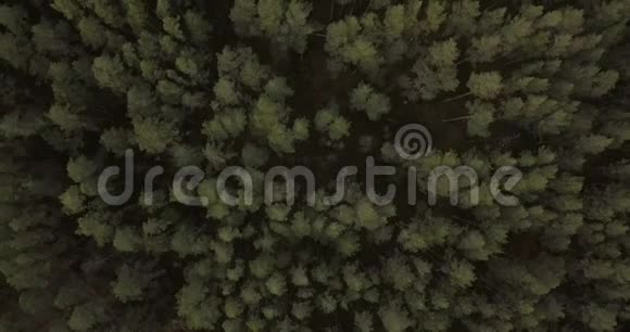 从上面拍摄的森林视频的预览图