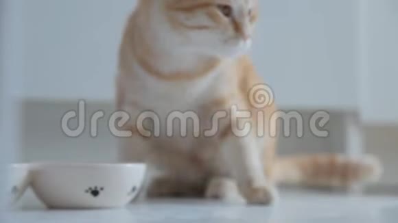 红猫吃一盘食物视频的预览图