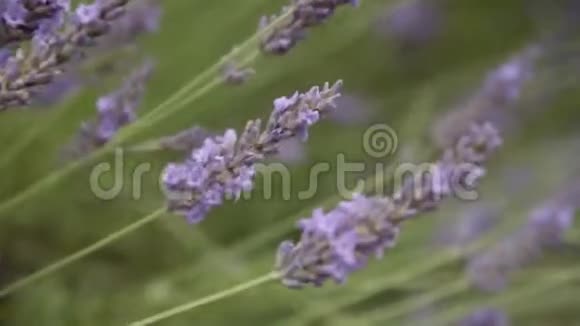 薰衣草在风中摇曳绽放紫薇香薰衣草花视频的预览图