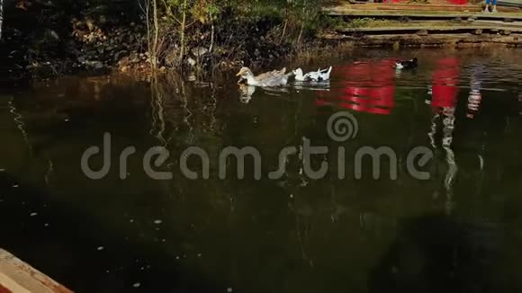 一群野生天鹅在夕阳下的冬湖里游泳一些鸭子在背景上游泳视频的预览图