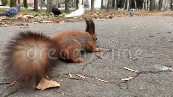 森林松鼠吃核桃可爱的小红松鼠吃坚果视频的预览图