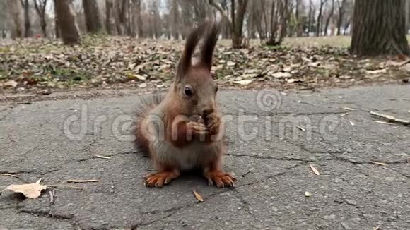 森林松鼠吃核桃可爱的小红松鼠吃坚果视频的预览图