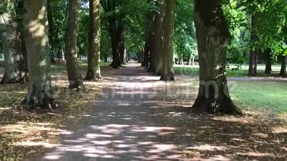 夏天在一个公共公园里走过一条绿树成荫的小巷视频的预览图