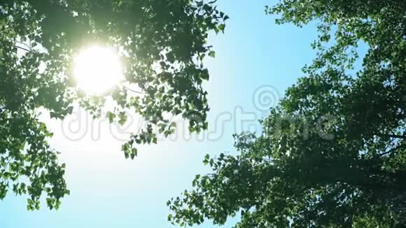 夏季公园高树的叶面视频的预览图