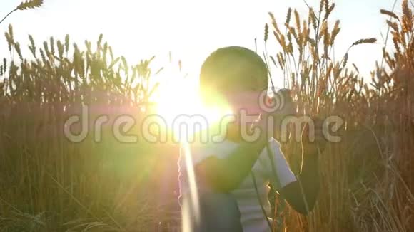 日落时田里的一个孩子在玩小麦小穗农夫儿子收集小麦视频的预览图