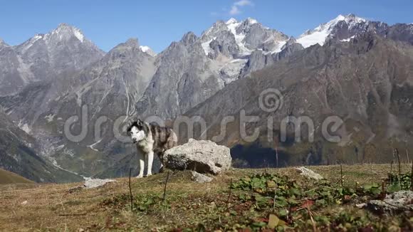 快乐的哈士奇狗在山里视频的预览图
