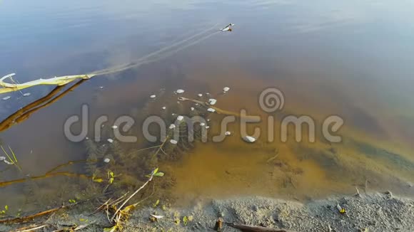 河流藻类视频的预览图