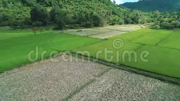 在阳光明媚的日子里飞越绿色长方形稻田和高山热带景观稻田山脉棕榈视频的预览图
