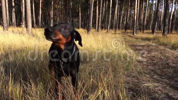 在秋天阳光明媚的一天杜伯曼狗在草地上的松林背景下吠叫视频的预览图