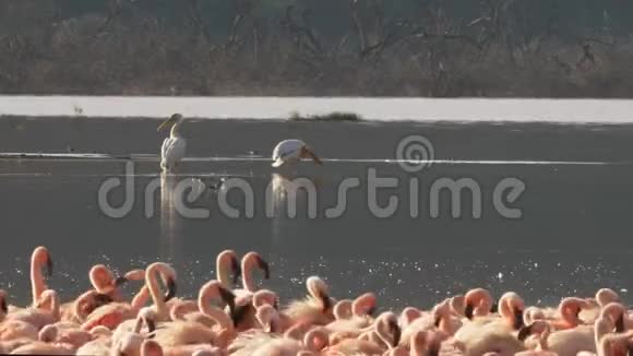 肯尼亚博戈里亚湖的小火烈鸟和视频的预览图