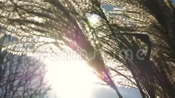 普通的芦苇和太阳视频的预览图