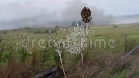 蜘蛛网在风中颤抖夏季草地在初多云的早晨视频的预览图