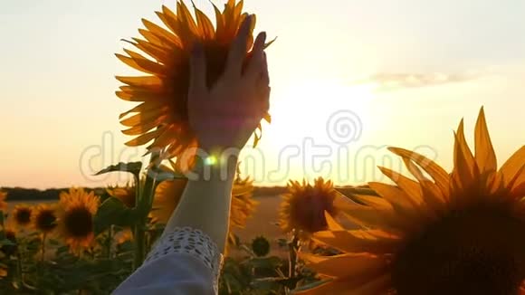 日落时一个女孩手在田野里触摸一顶向日葵帽子特写视频的预览图