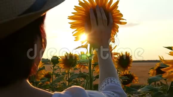 年轻的女人日落时她的手在田野里摸向日葵的帽子特写视频的预览图