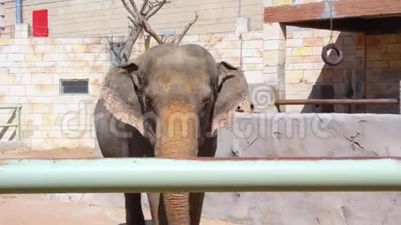 在动物园里给小象喂胡萝卜的家庭视频的预览图
